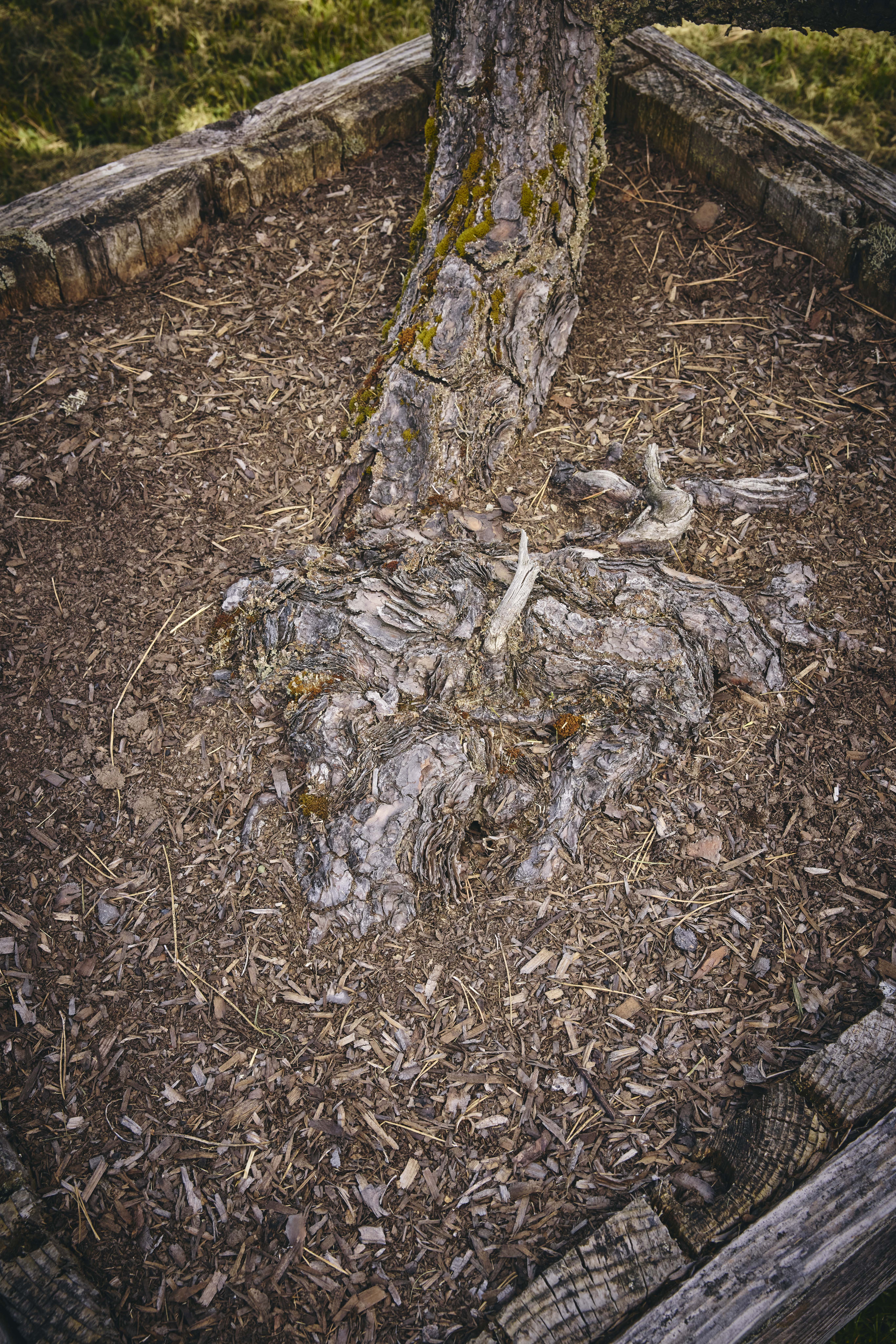 No. 12 — nebari detail