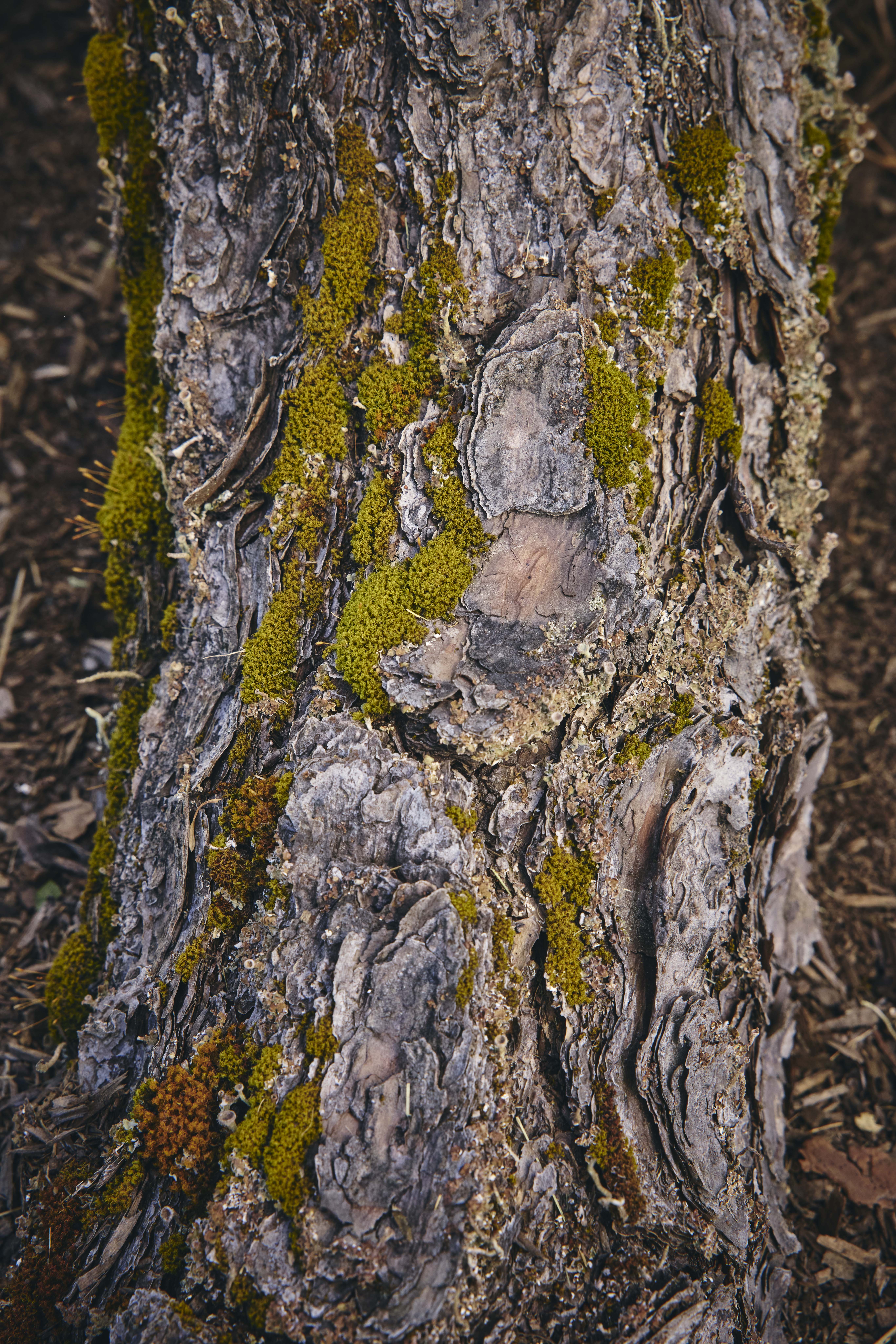 No. 12 — trunk detail