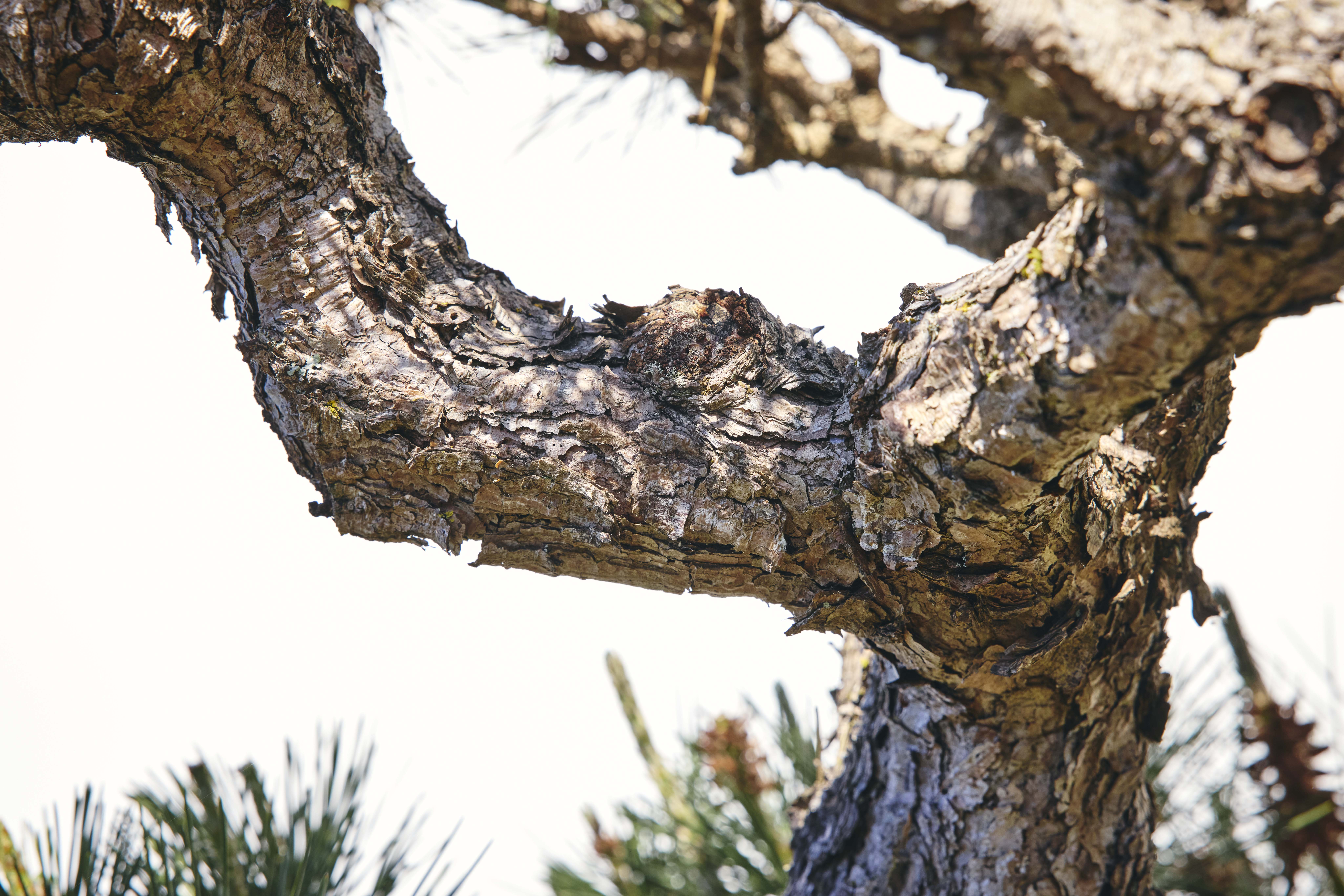 No. 17 — trunk detail