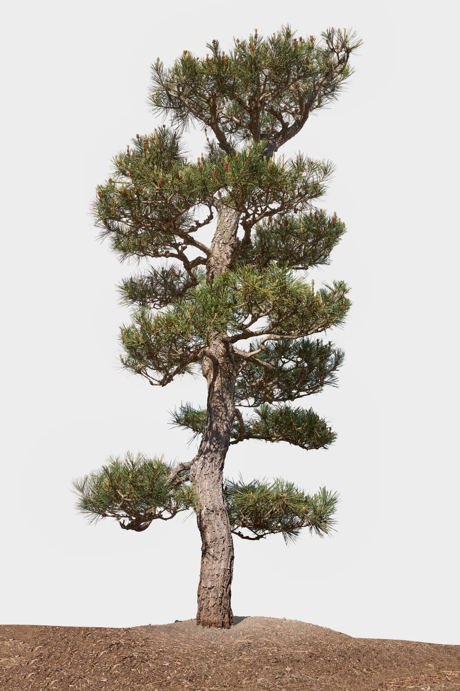 No. 18 — full profile