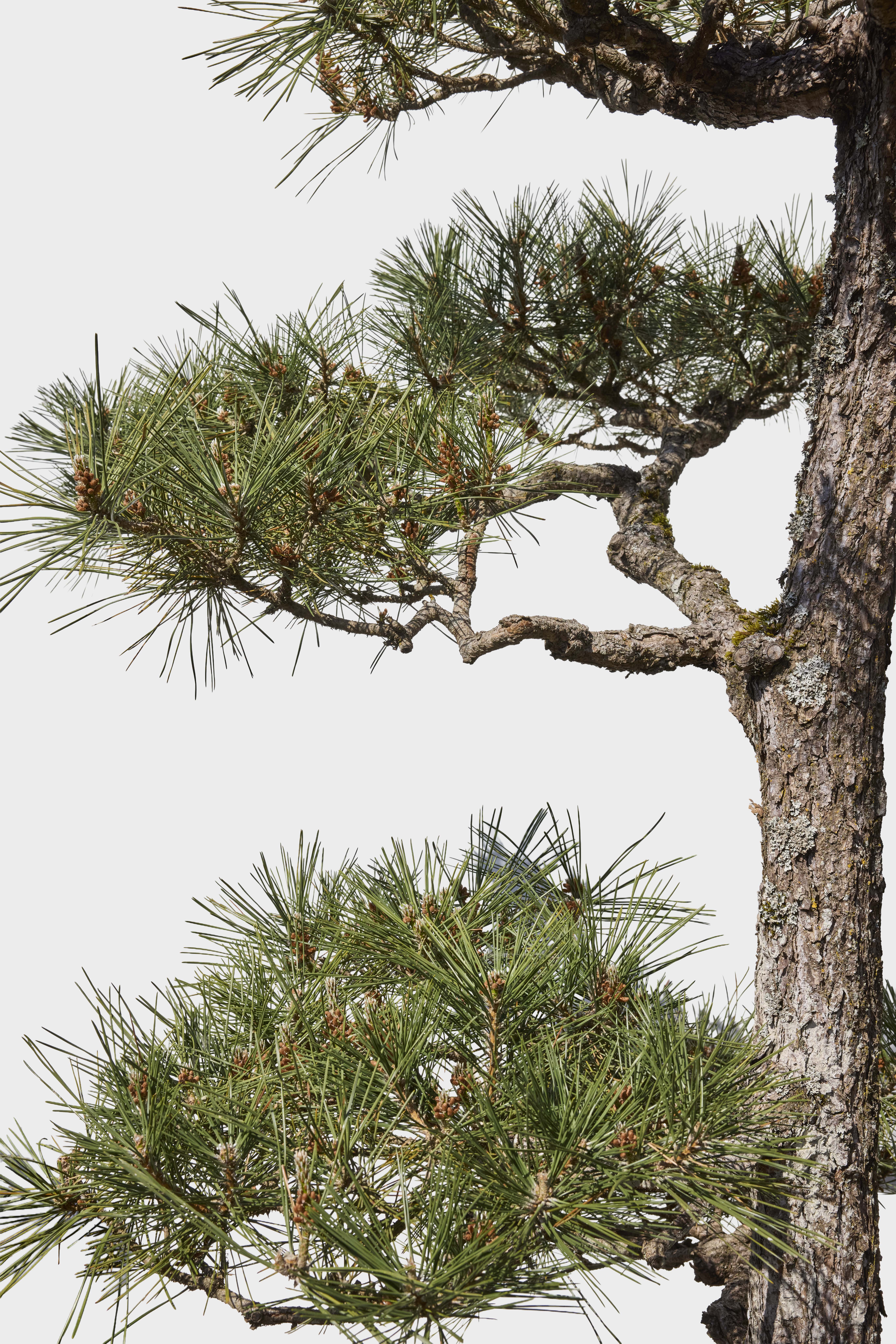 No. 19 — branch detail
