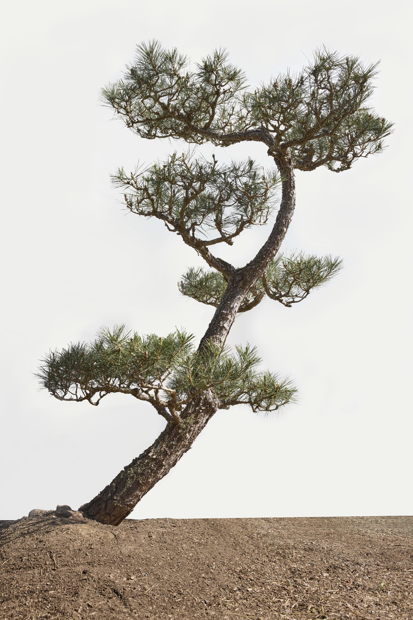 Japanese Black Pine No. 25