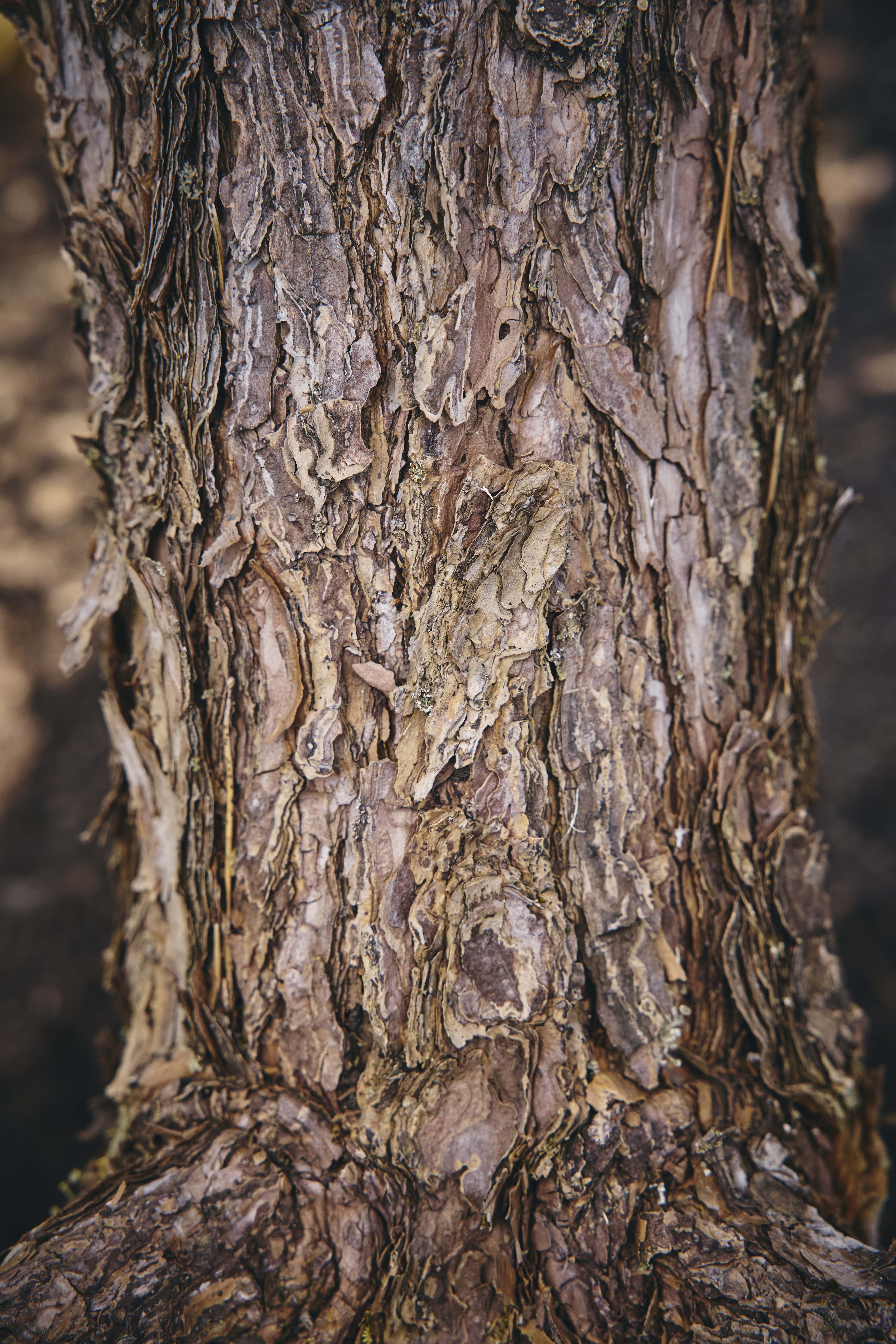 No. 27 — detail