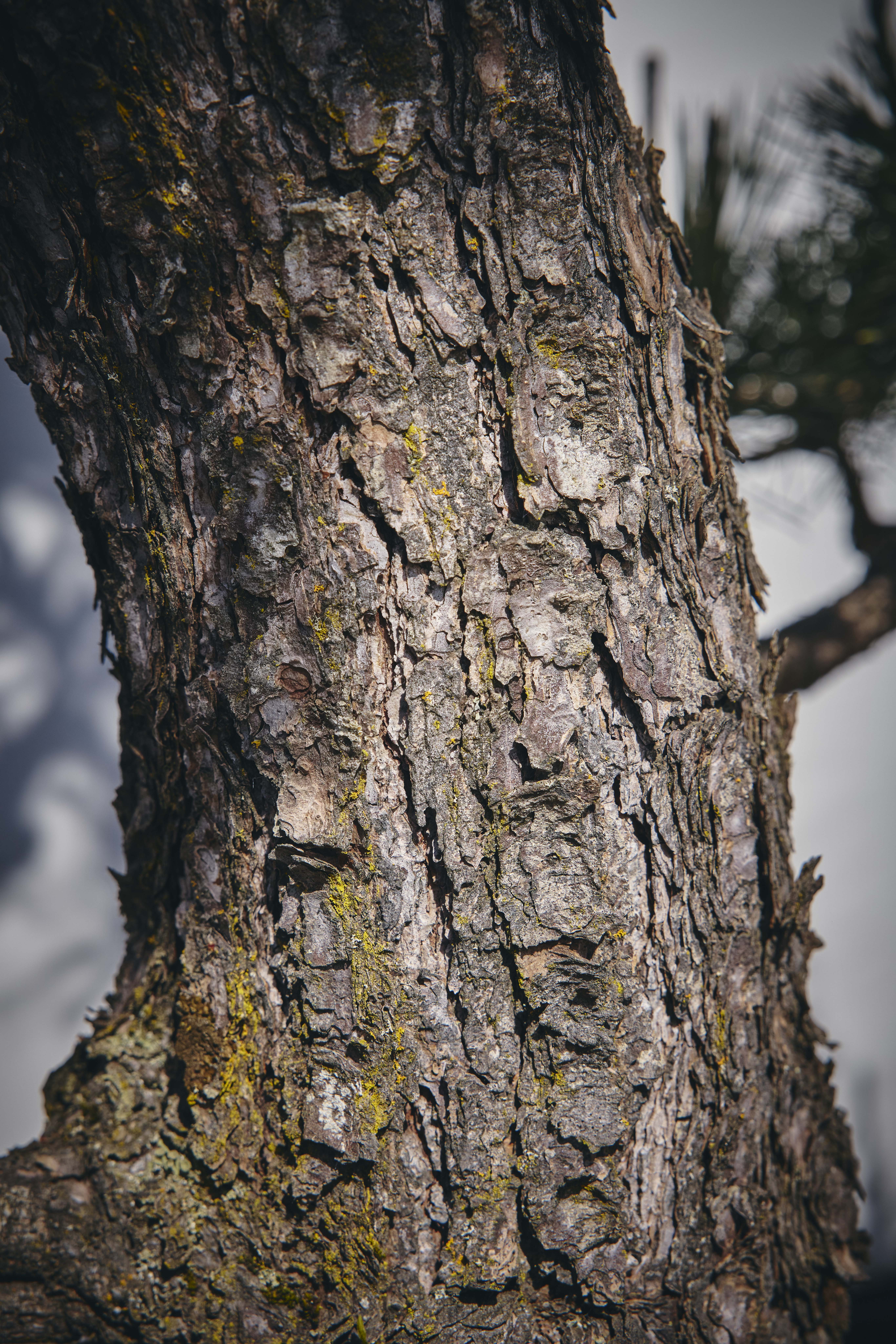 No. 04 — trunk detail